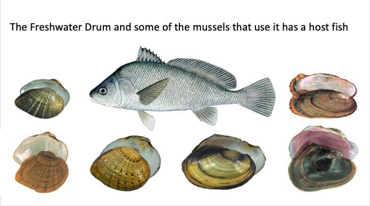 Jeremy Tiemann on X: @FisheriesPod The understudied and underappreciated  Freshwater Drum. The ol' Sheepshead is the obligate host to many  #FreshwaterMussel species (including the federally-listed Scaleshell & Fat  Pocketbook). Gaspergou!