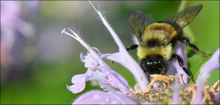 ByronForestPres's tweet photo. Isaac Stewart, Instructor of Biology at Black Hawk College, will discuss how the work of a dedicated group of researchers put the rusty patched bumble bee(Bombus affinis)on the U.S. Fish and Wildlife Service’s Endangered Species List in January 2017. Sunday, February 23rd, 2pm. https://t.co/9Ec2BCYjRx