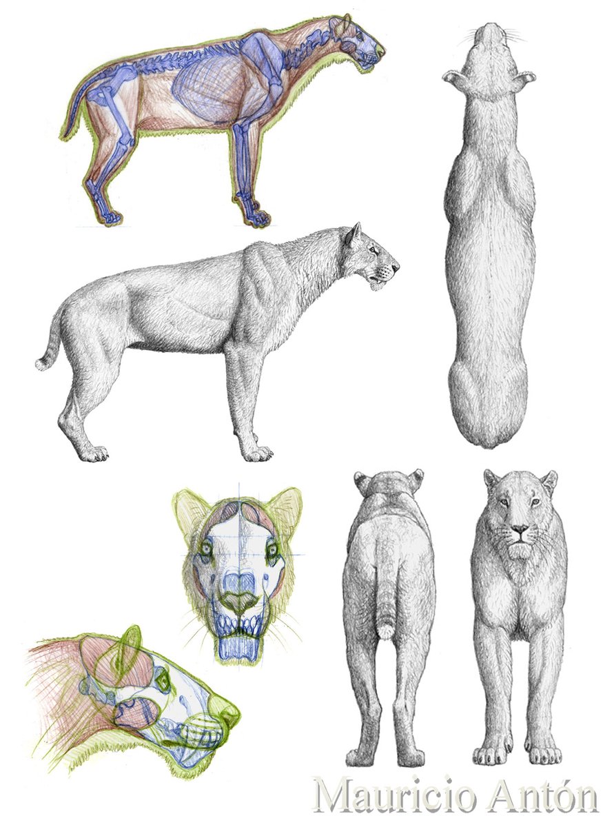 SABERTOOTH サーベルタイガー図解　MAURICIO ANTÓN Sabre-toothed Cats, Artwork Photograph by Mauricio Anton / Science