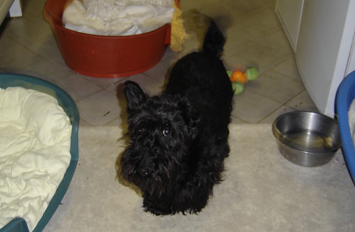 foarctwales's tweet photo. Advent Calendar Day 19 to @WelshGovernment  Jet the Scottie arrived in the boot of a farmers car in 2004. She lived for 32wks after a 3 Kilo  tumour was removed from her abdomen. I promised her I would never say no to a farmed dog. 14 yrs on the fight continues . #lucyslaw4wales https://t.co/IJwRdYFBcx
