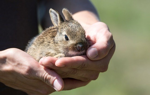 TheEcospaceBlog's tweet photo. When should we intervene when it comes to nature? https://t.co/Q5BsTVqdcI https://t.co/fT6sJgJELF