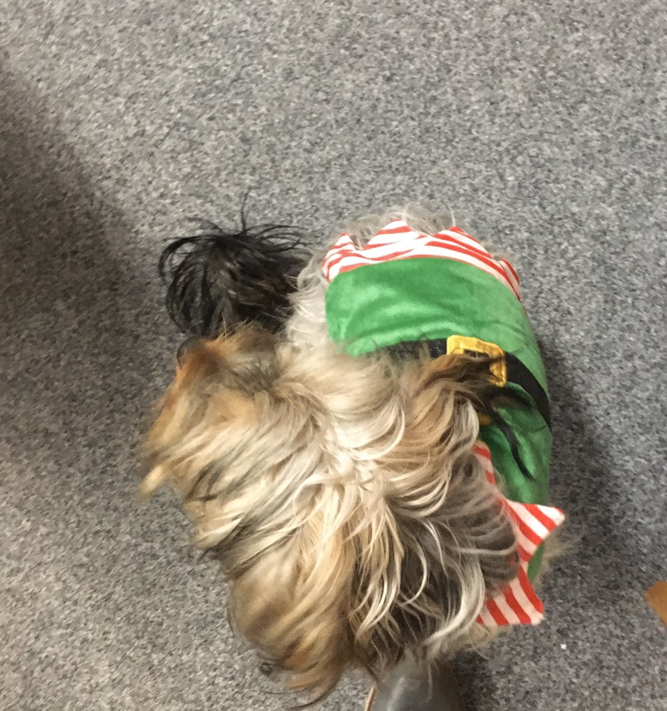 BallastTrust's tweet photo. It proved impossible to get a decent picture of our Buddy the Elf #archivedogs but we can confirm that he creates a lot of #goodwill in the office for today’s  #ArchiveAdventCalendar https://t.co/JRe8C8ZlfU