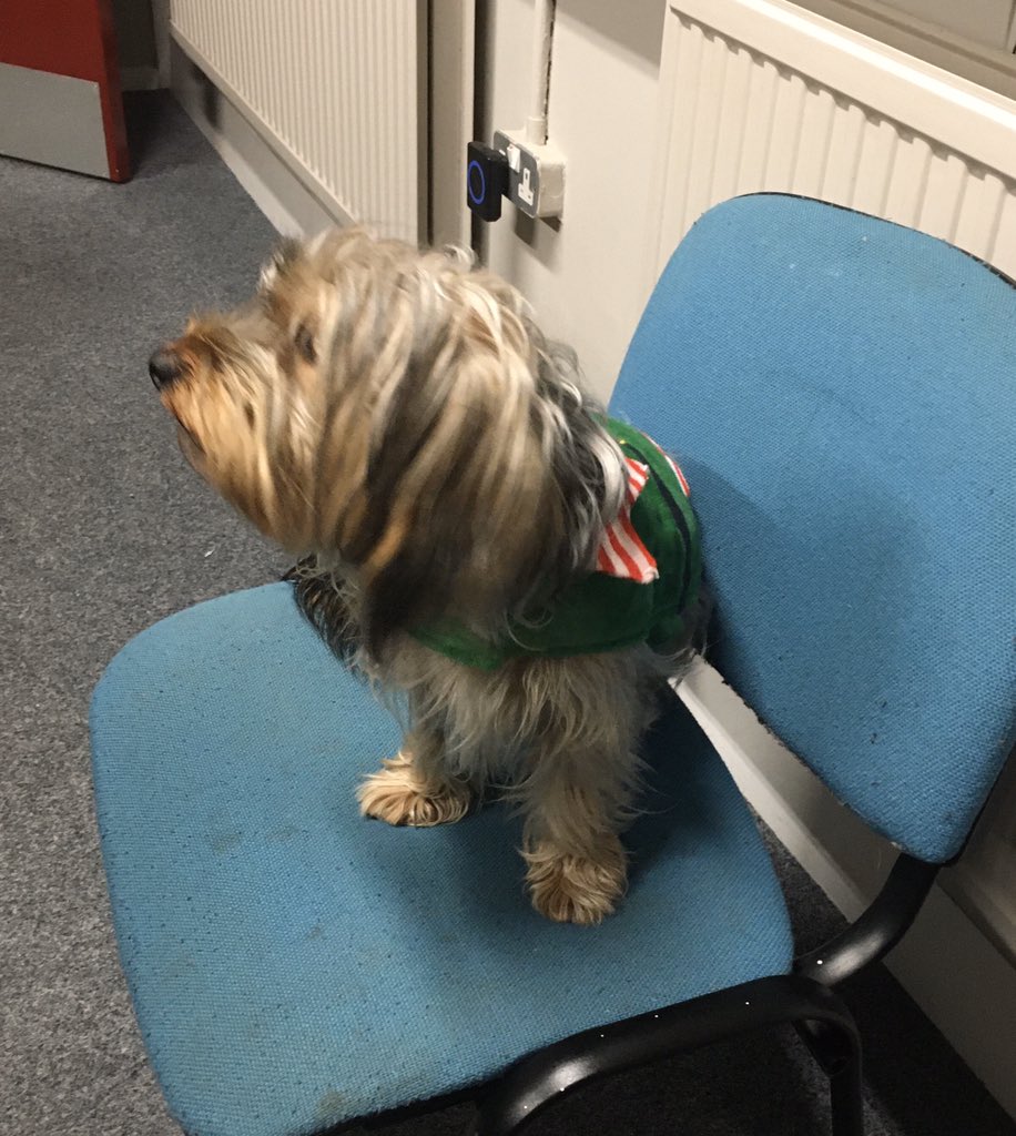 BallastTrust's tweet photo. It proved impossible to get a decent picture of our Buddy the Elf #archivedogs but we can confirm that he creates a lot of #goodwill in the office for today’s  #ArchiveAdventCalendar https://t.co/JRe8C8ZlfU