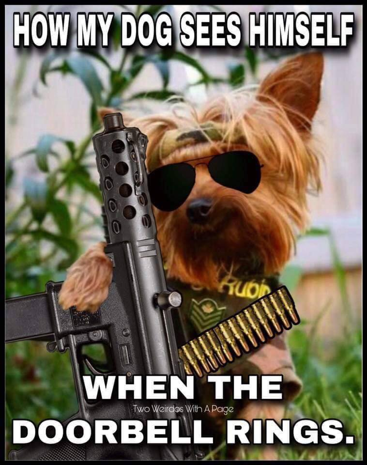 WellArmedWoman's tweet image. 😂🙃😂
This dog speaks to me 
.
#gunhumor #funnydogs