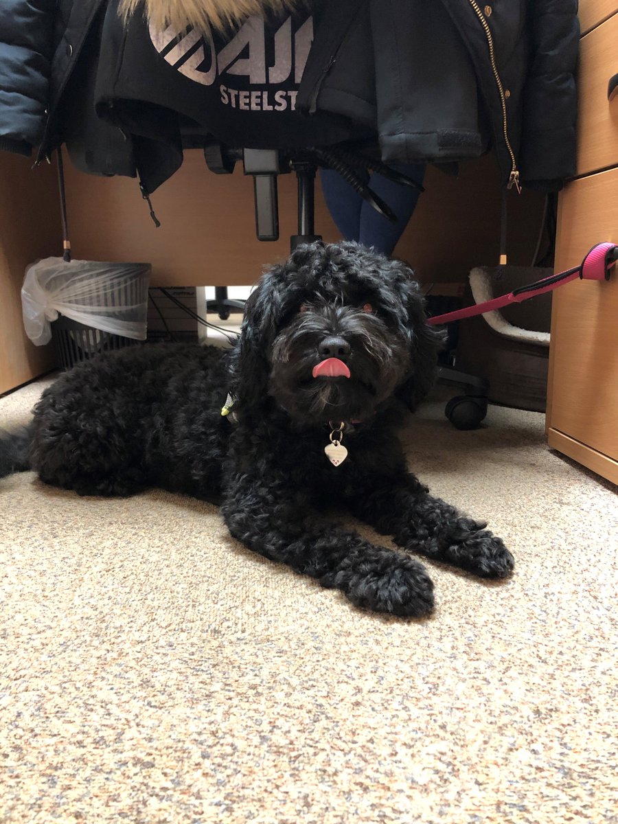 AJNSteelstock's tweet photo. AJN does a bring your dog to work day for @DogsTrust charity! It's definitely not been a dull day in the office today, we've loved having our four legged friends with us! #dogstrust #donate #helpahound https://t.co/UHPnn7ofNR