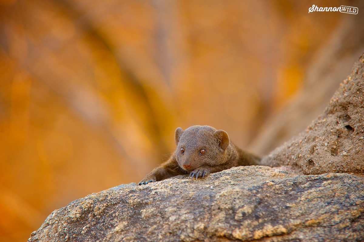 Dwarf Mongoose tweet media