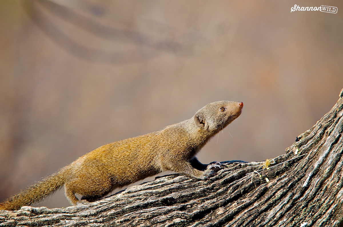 Dwarf Mongoose tweet media