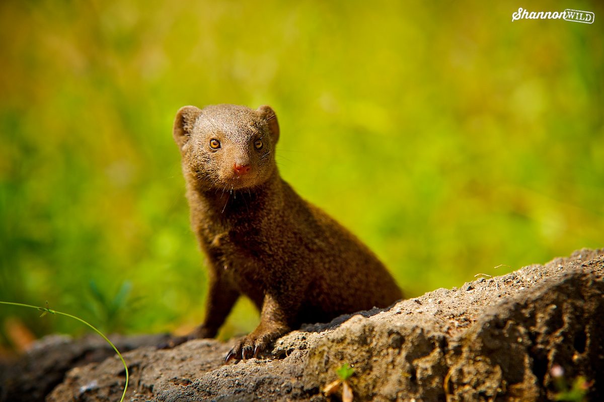 Dwarf Mongoose tweet media