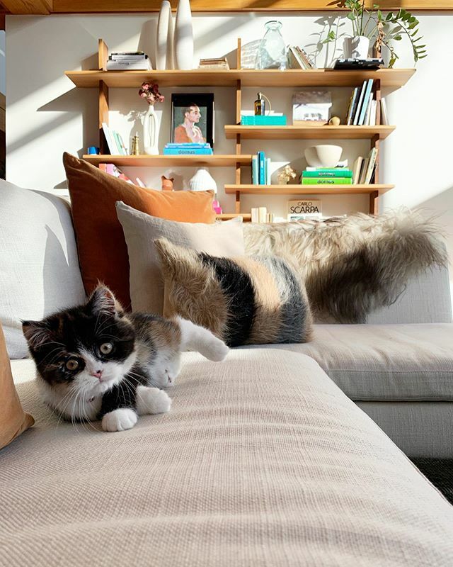 StewartSchafer's tweet photo. Impossible to get any work done with our new addition to team SS #bystewartschafer #scottishfold https://t.co/ZkcLBhe1sF https://t.co/MWHmk5QB22