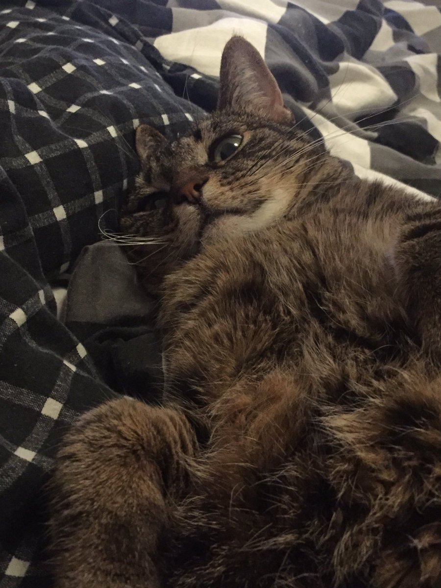 nisoliwo's tweet image. ”Whaaaat?!” - Cornflake #cat #katt #cornflake