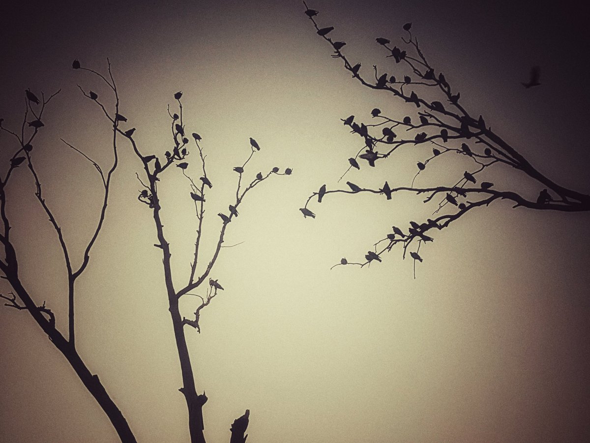 artizzzz's tweet photo. Hello darkness,my old friend
I've come to talk with you again
Because a vision softly creeping
Left its seeds while I was sleeping
And the vision that was planted in my brain
Still remains
Within the sound of silence
๐ต๐ผ
Simon & Garfunkel
#MusicLikeThis
#OnALoop
#SoulfulEvening https://t.co/MbdePqZVTf