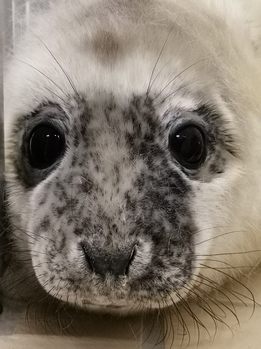 AmandaSilvenno1's tweet photo. Olaf sai jakaa huoneen Elsan kanssa. Elsa jäi myös orvoksi samassa myrskyssä. Hän on 10 pv vanha. Kuvassa olen antamassa lohipuuroa joka hyvin rasvaista ja ravitsevaa. Hylkeet punnitaan 1krt/vko, kuvassa näkyy tyhjennetty allas ja minä huuhtelemassa jonka jälkeen punnitus. https://t.co/vyBRFpVTfx