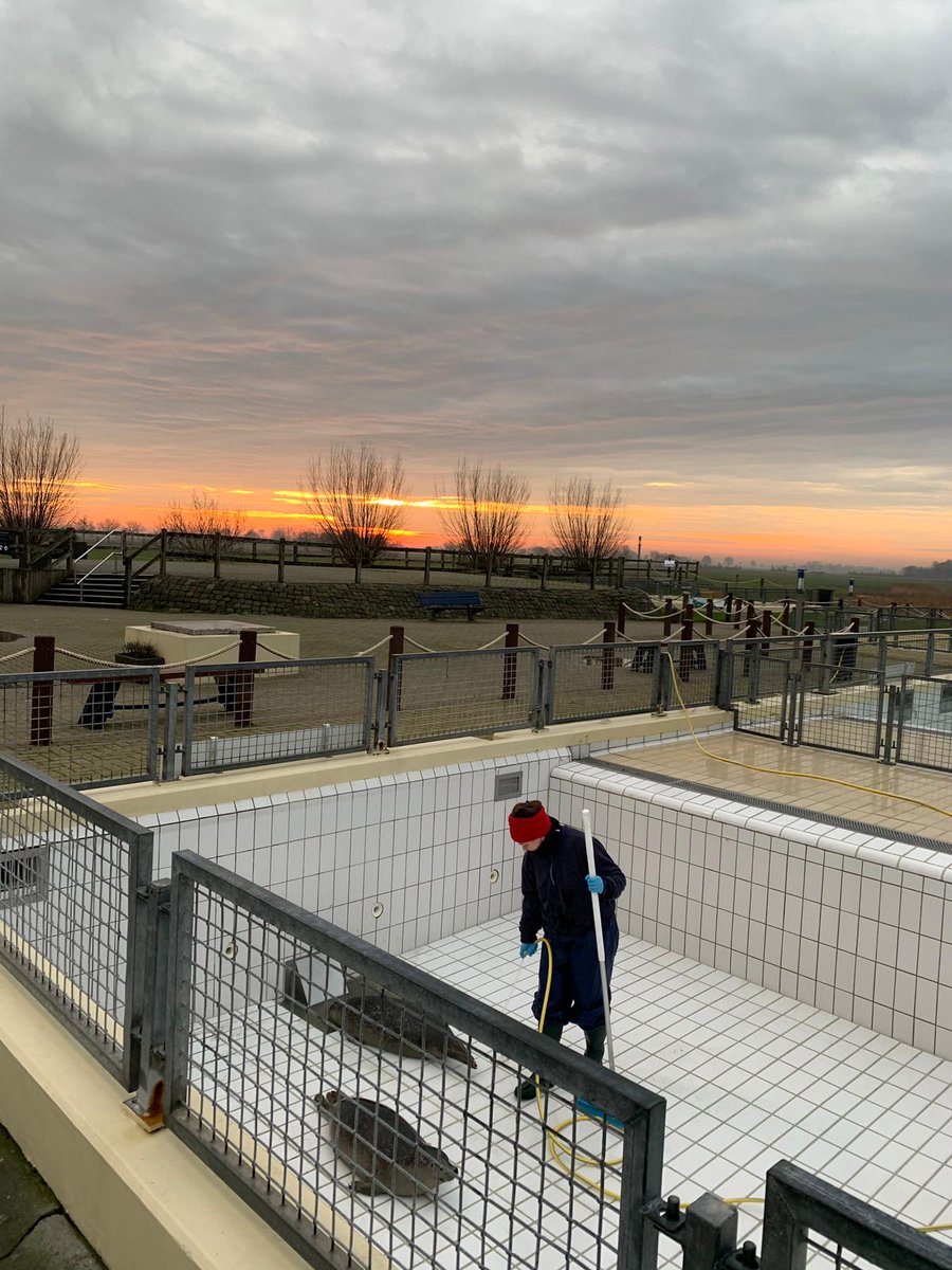 Olaf sai jakaa huoneen Elsan kanssa. Elsa jäi myös orvoksi samassa myrskyssä. Hän on 10 pv vanha. Kuvassa olen antamassa lohipuuroa joka hyvin rasvaista ja ravitsevaa. Hylkeet punnitaan 1krt/vko, kuvassa näkyy tyhjennetty allas ja minä huuhtelemassa jonka jälkeen punnitus.