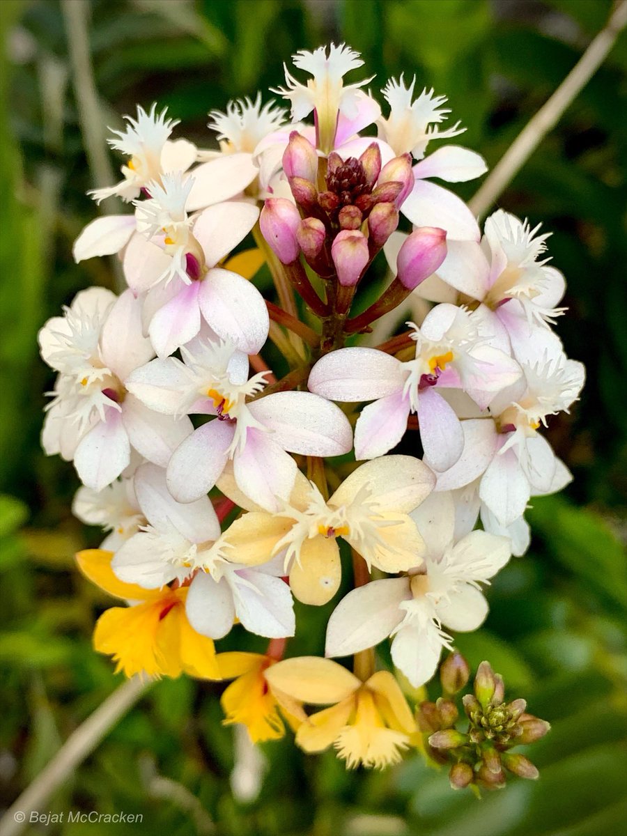 #GoodMorning 
Spread peace, love, and joy this holiday season. We are the parts that make up the whole. The love we sow grows.
#Flowers #Orchid #Orchidaceae #Flora #Ecuador #DiscoverEcuador #EcuadorIsAllYouNeed #Photography #iPhonePhoto #BejatMcCrackenEnvironmentalArtStudios