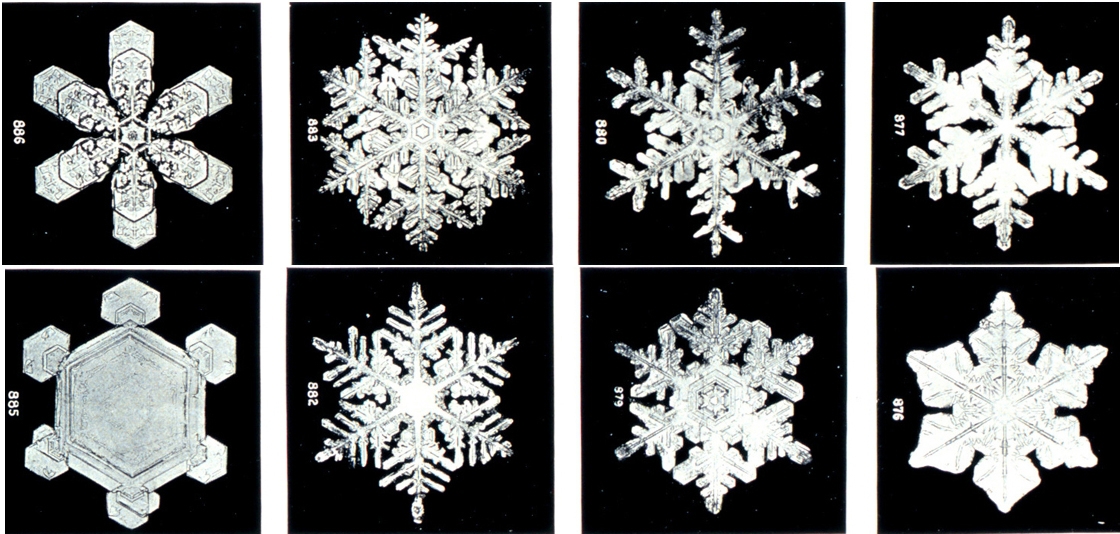 Image from a microscope of eight different snowflakes.