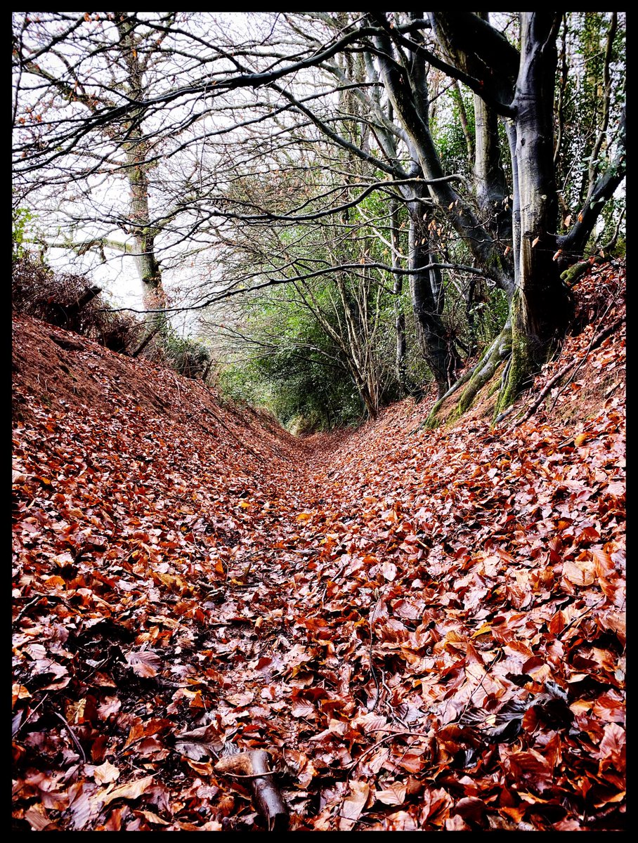DamianMontaguUK's tweet image. Sussex bridleway #musicalinspiration