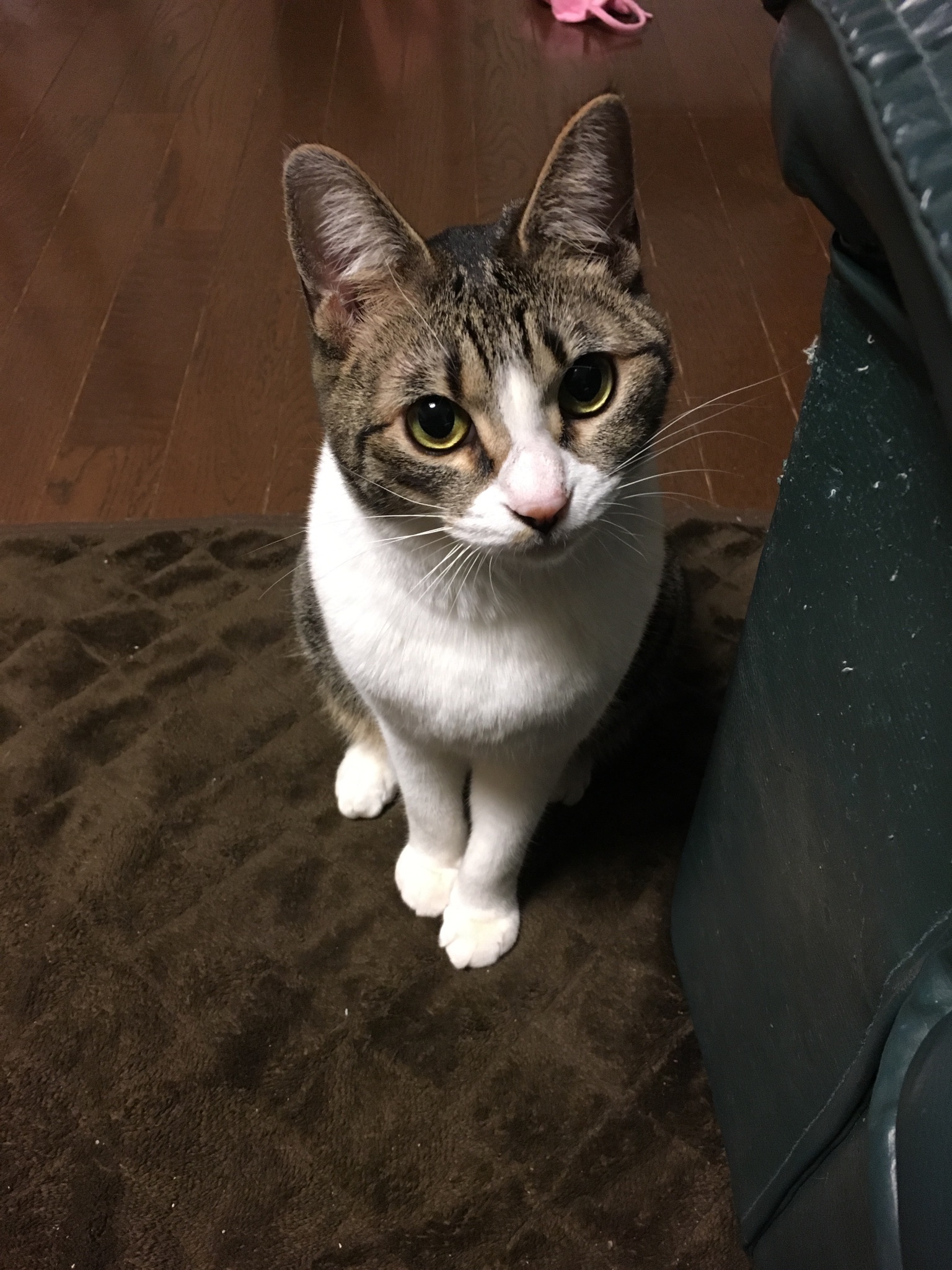 キングパンダ 猫依存症 Kingpanda1331z Twitter