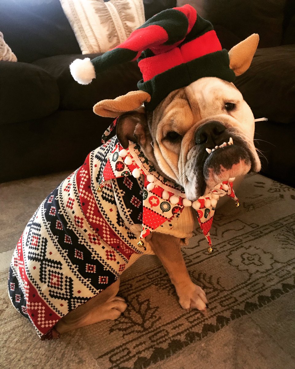 Bailey The English Bully tweet media
