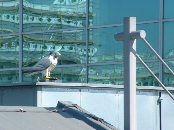 Robop_Ltd's tweet photo. A common reason some businesses decide to purchase an R:Falcon is to protect #glass surfaces. #Birds commonly drop stones from the air which can cause significant damage, in some cases even smashing glass atriums. 

https://t.co/a70t5w4Fky 🏢 https://t.co/JevV6eII0m