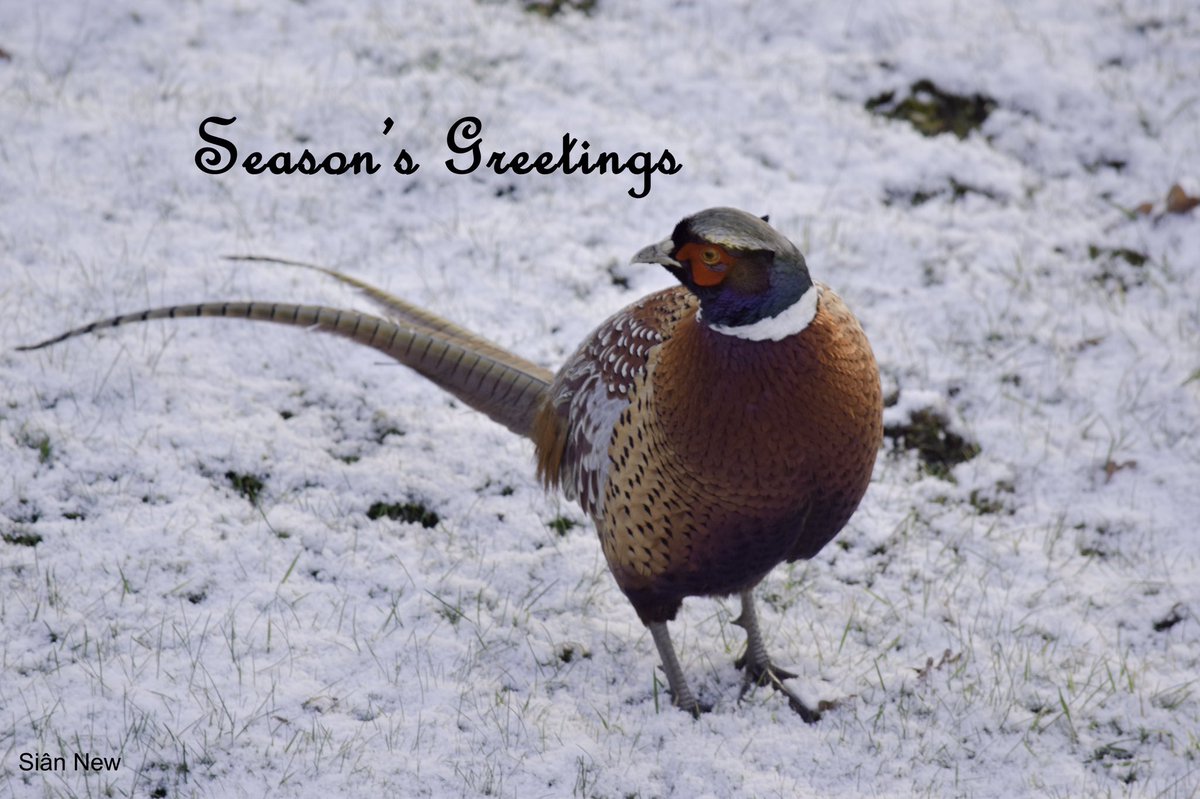 mikednew's tweet photo. @AliceJonesMusic @grannysattic3 @GeoffLakeman @petemortonmusic #MaggieBoyle #MickRyan #HereattheFair
Season’s Greetings to you all and Happy New Year 2020
This is a pic of our resident *FreddiePheasant* (he will not be eaten do not fear!)🤣
Hope to catch you somewhere next year https://t.co/5YGOs60OwK