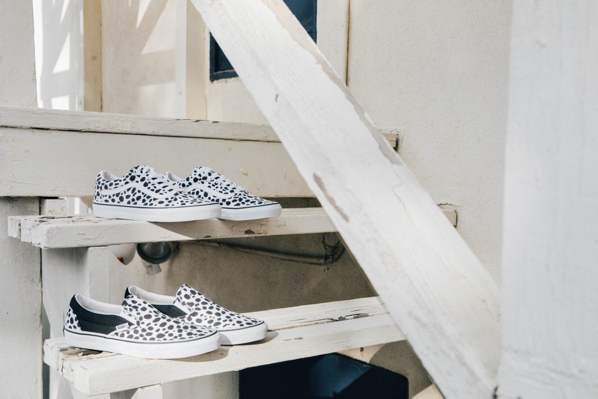 dalmatian vans