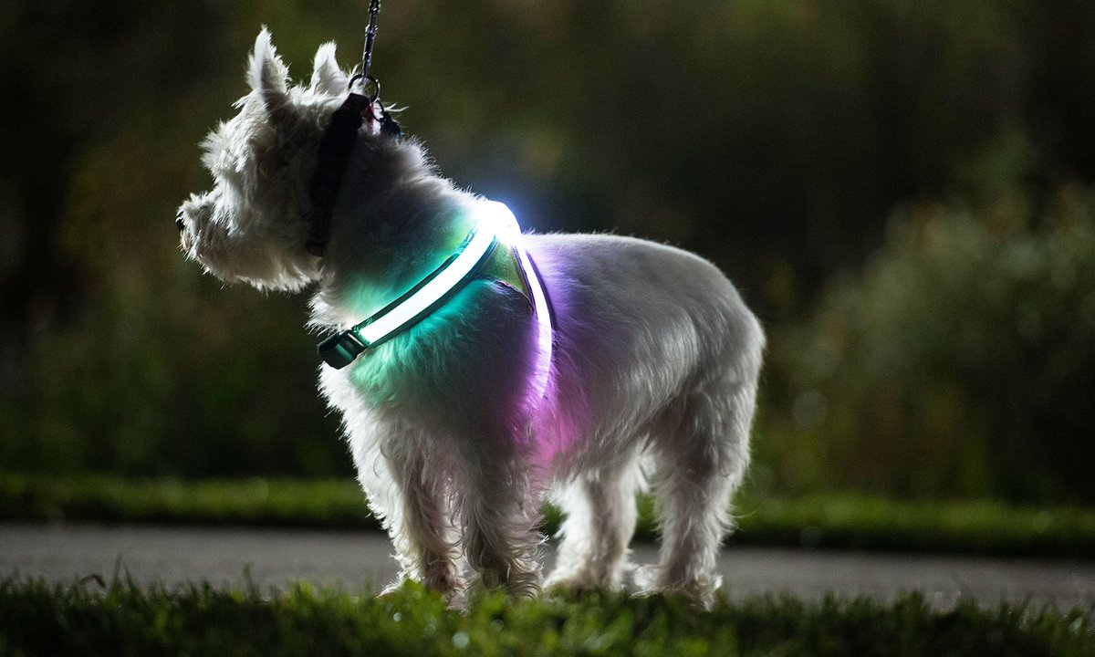 Elf_Memories's tweet photo. Calling all night owls and early risers. Put your safety first with the Tracer360, the performance visibility vest that makes you visible up to a 1/4 mile. LightHound - LED Illuminated, Reflective Dog Harness | Noxgear.  Great gift for your furry baby.https://t.co/fHgPq2QRbU https://t.co/LwqGSMjWbQ