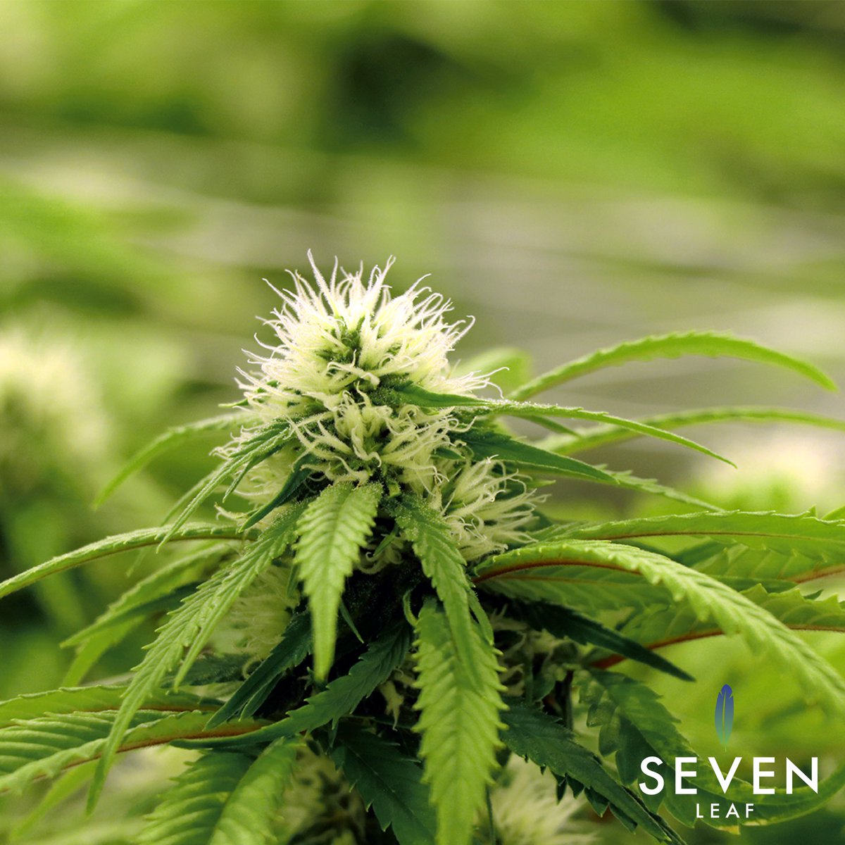 Inside the grow room during the flowering cycle 🌱🔄
•
•
#CannabisProduction #IndoorGrow #Week4 #CannabisCanada #LicensedProducer #Ontario #CannabisCultivation