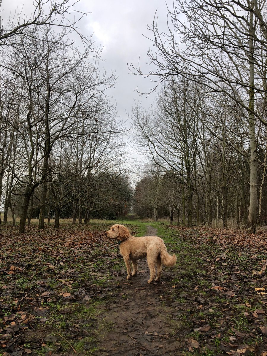 peggottywoofly's tweet photo. L and I went for a walk. It was a bit gloomy. #gloomy #wintertail https://t.co/Oi3sZNBuBB
