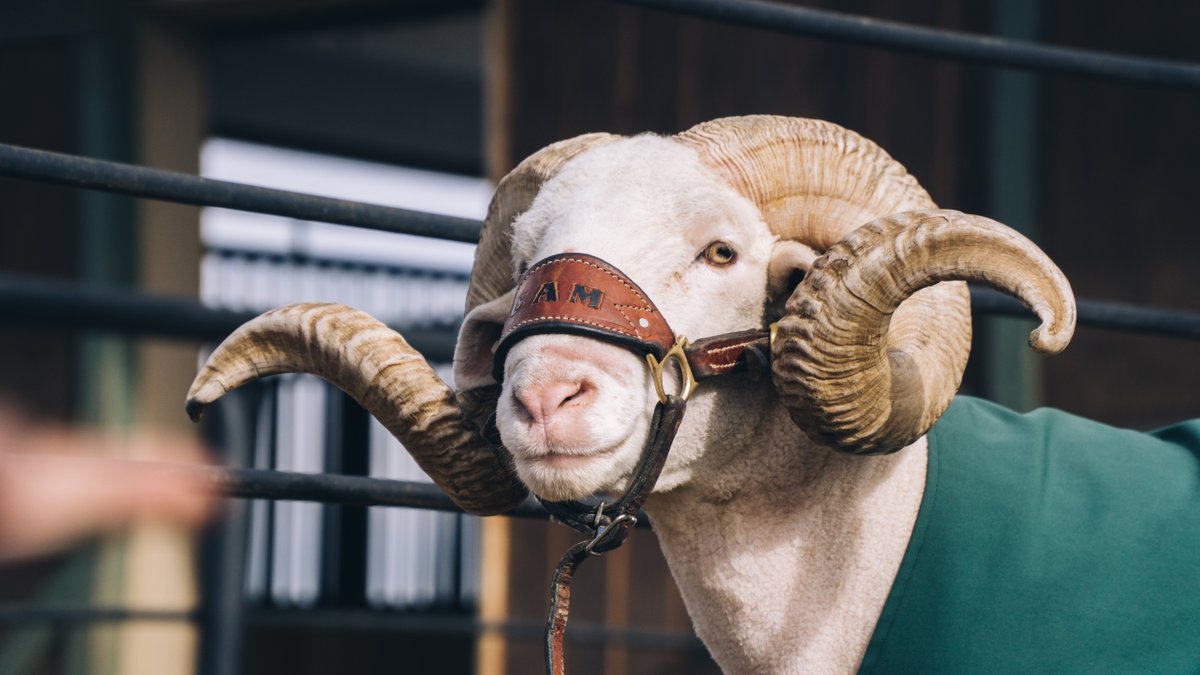 ColoradoStateU's tweet photo. Happy New Year, State 🐏

#ColoradoState | #happynewyear2020 https://t.co/eHhDAGzgfV