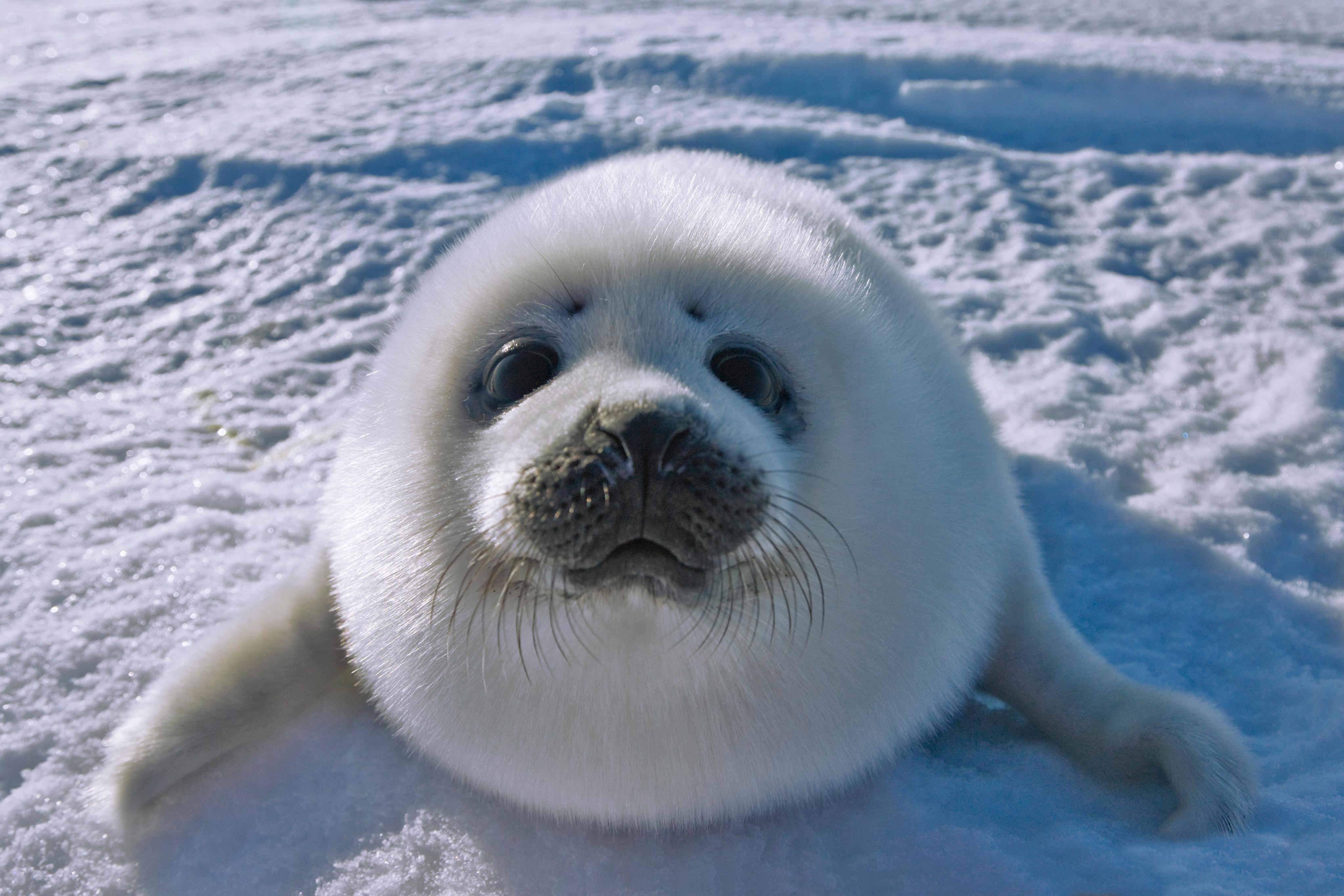 Arctic Seals