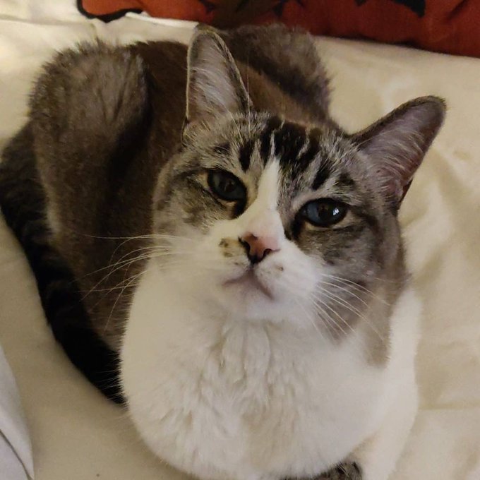 Leila Lyxum’s pics and videos