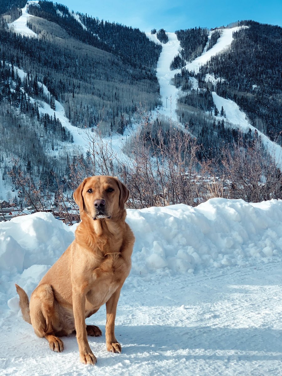 VisitTelluride's tweet photo. It's a dog's world, we're just living in it 🐕
#visittelluride #telluride #telluridecolorado #tellurideco #dogsoftelluride
photo: @megnee https://t.co/U29kwvSvQQ