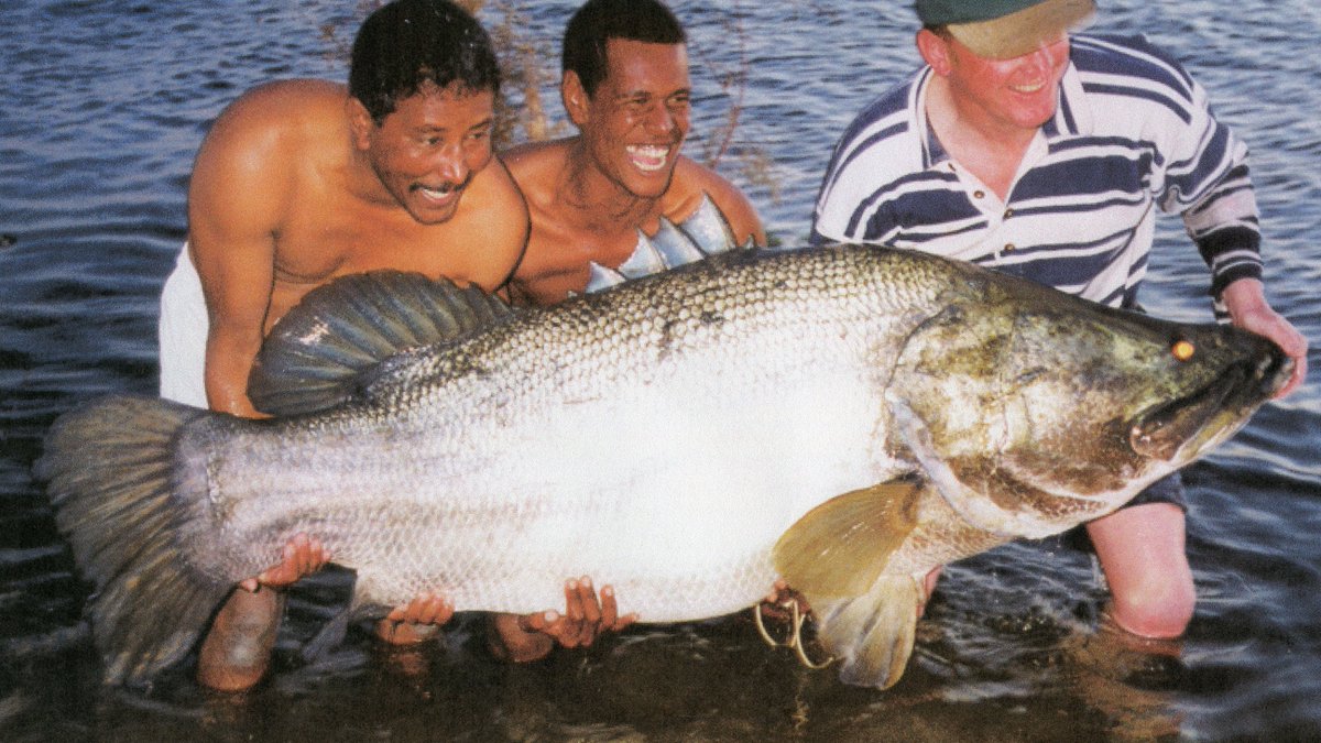 TheIGFA's tweet photo. It has been 19 years since American angler, William Toth, set the IGFA All-Tackle World Record for Nile perch with this massive 104.32-kilogram (230-pound) fish that he caught on a Rapala CD-18 Fire Tiger while trolling in Lake Nasser, Egypt. #fishigfa #joinigfa #tbt https://t.co/8VlaEzCNx9