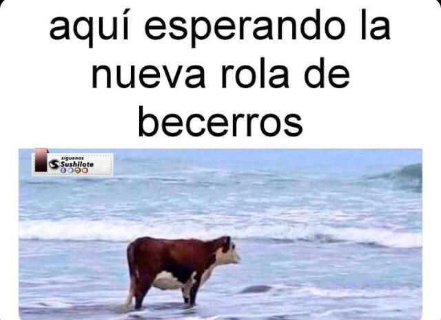 Becerritasmx's tweet photo. Arrímense a la lumbre...hoy a las 3:00pm nuevo video 😁
No se lo pierdan!!
#Becerros 🐂
#MisSentimientos 
#Interrachonal 💥🔥 https://t.co/ip9xd09r3Z