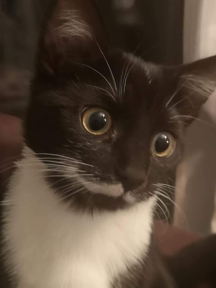 New Start Cat Rescue💜🐾 tweet media