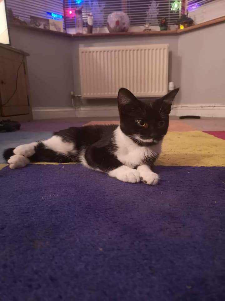 New Start Cat Rescue💜🐾 tweet media