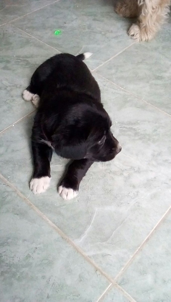 antiafg99's tweet image. #NoCompresyAdopta porque te darán todo su amor gratis a cambio de ser su familia.