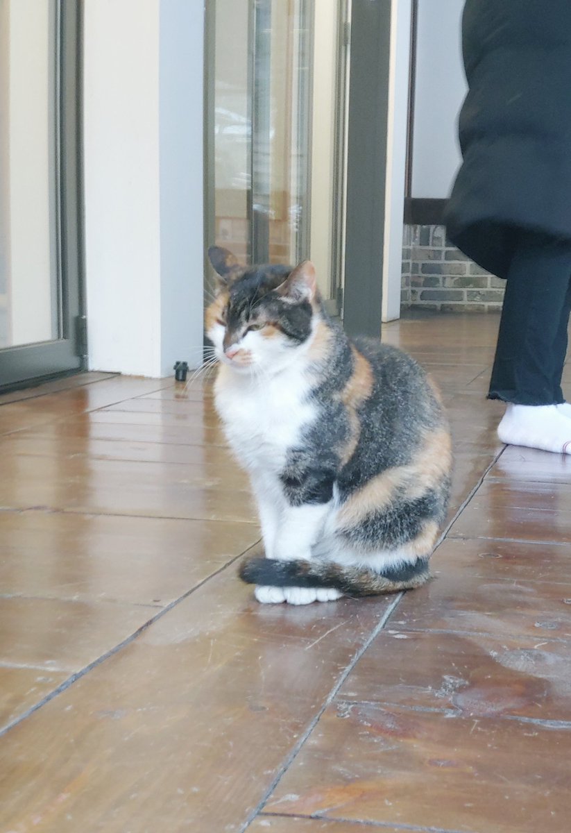 Keijun 케이준 고양이는언제나옳다 猫はいつも正しい 日本人の友達募集 日本人と繋がりたい 軽くあいさつだけ交わした仲でもいいから日本人友達を探します 私は日本語も少しできて日本の方が韓国語できなくてもいいです よろしくお願いします