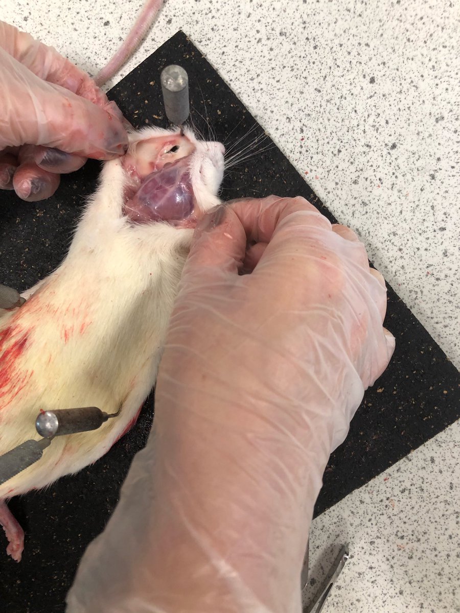 HPHighScience's tweet photo. Brilliant learning opportunity for the Y12 Biologists - watching a rat dissection to explore mammalian organ systems. #HPScience #HolmleighPark #ALevelBiology https://t.co/49qMew7E94