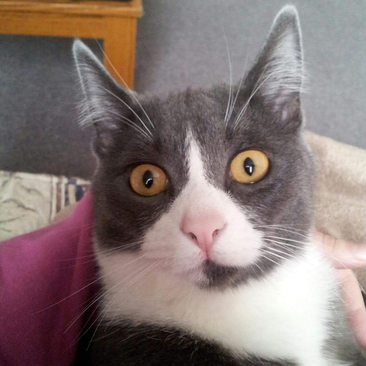 artlisa84's tweet image. All I have right now is my cat. She means the world to me. #cat #CatsOfTwitter #onlyfriend