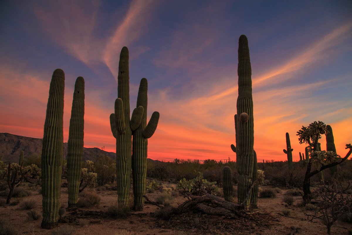 GarbePreston's tweet photo. Just another day in the old pueblo. #AZwx #Sunsets #Saguaro #Cacti #StormHour #PhotoHour #ThePhotoHour #Photography #adventure #Cactus #Sunset_wx #Orangesunset #Canon #Nikon https://t.co/HPtuhRqIKW