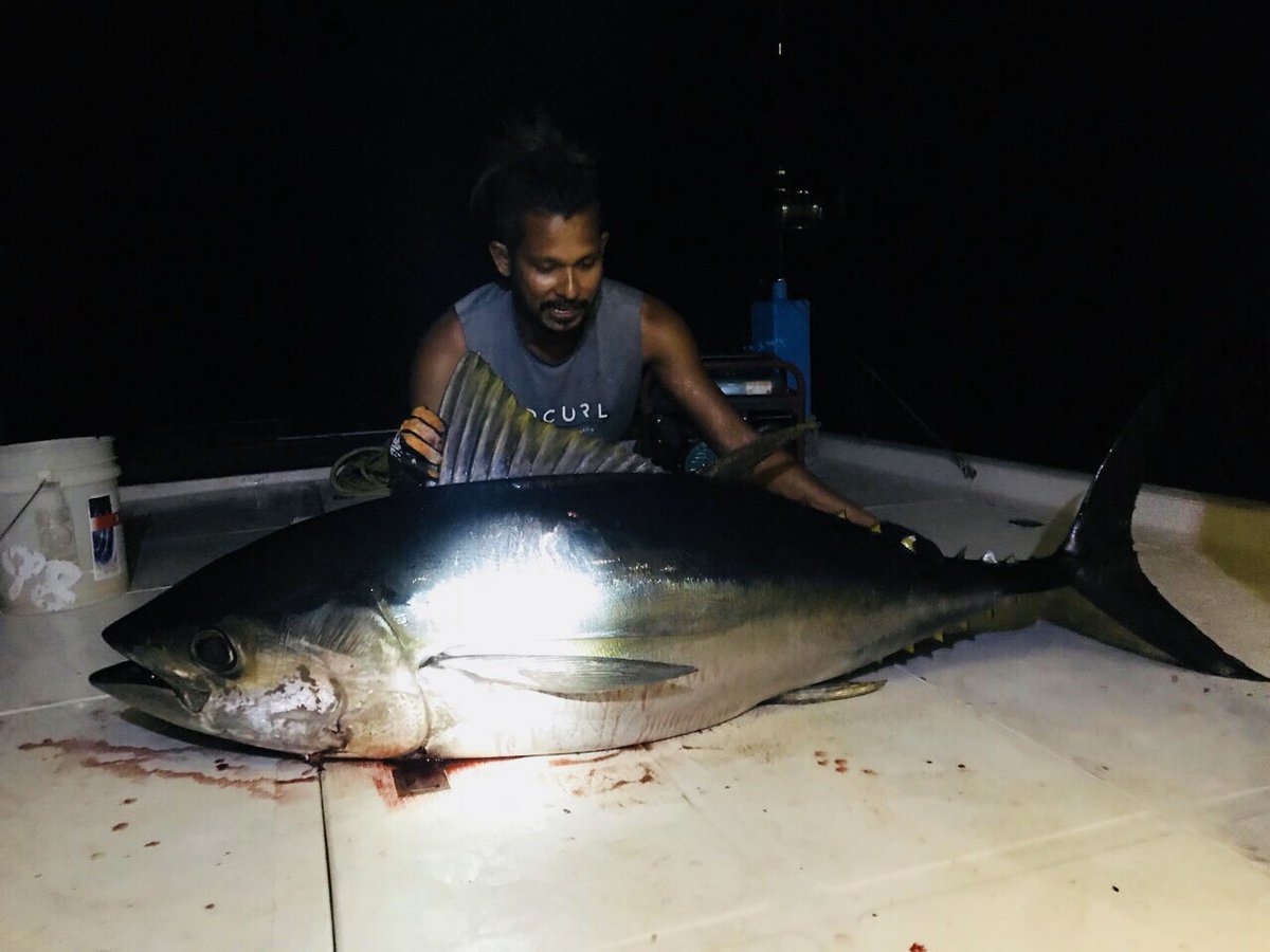 almasveriya's tweet photo. Throwback to the toughest fight i had to pull off with a tuna. This humungous one literally drained us all 😎🤙🏾💪🏾👊🏾
@fish_meeha 
@CostaSunglasses 
@WickedTuna 
@ZahaWaheed 
#wickedtuna
#fishinginmaldives
#almasmdivesfishing https://t.co/Zw2XrwSDJj
