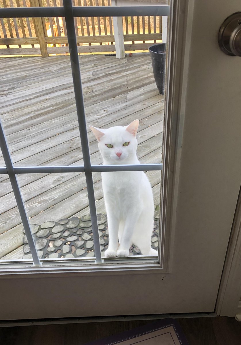 She never meows for us to let her in. She just.... intensely stares at us until we do.