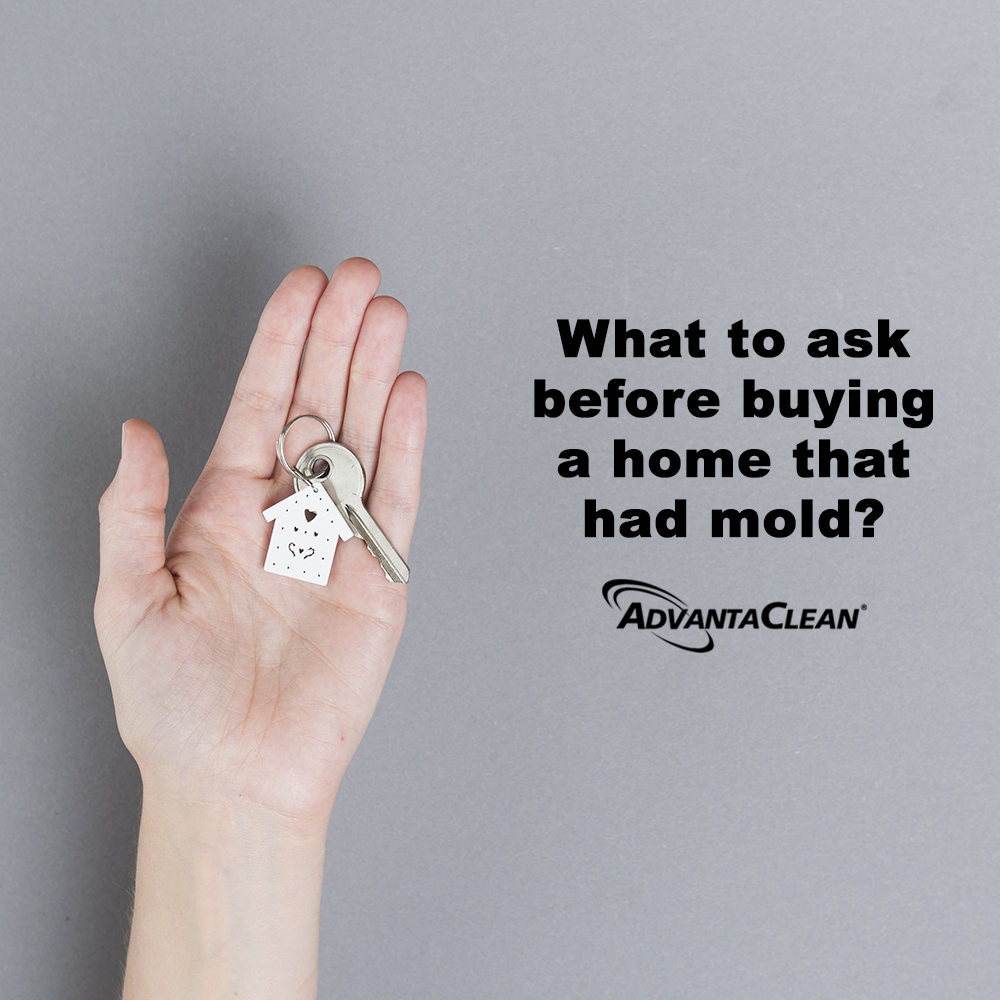 AdvantacleanHap's tweet photo. What if you need additional mold remediation?
https://t.co/W4acyIoW93 https://t.co/ThgJs5wNQl