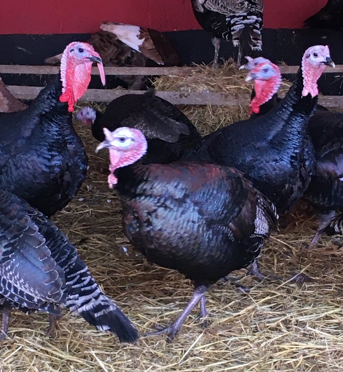 MunchCIC tweet media