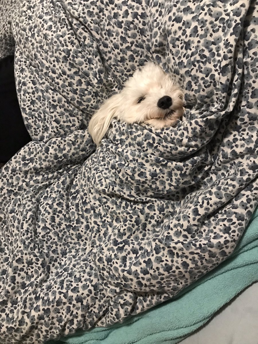 chloevandercruy's tweet photo. Mood rn https://t.co/p92EVuNvlN