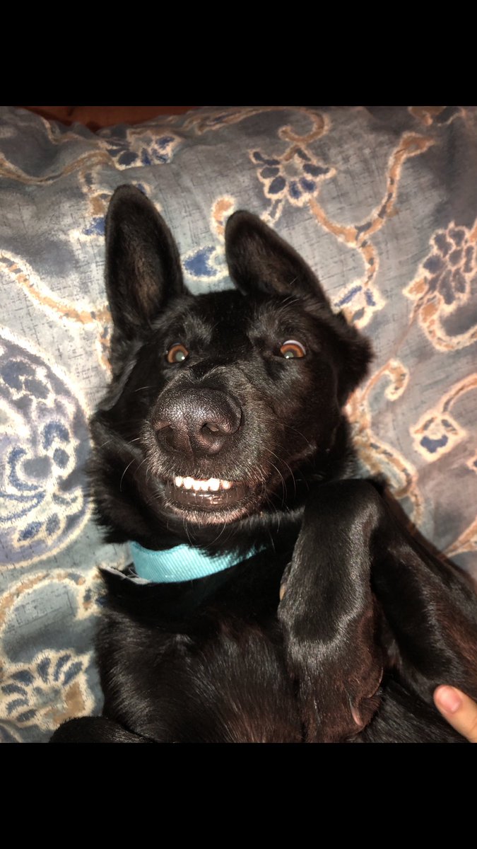 madi__2019's tweet photo. @thealyssasmith Lexi is sending good vibes!! https://t.co/W7eYlKY9ks