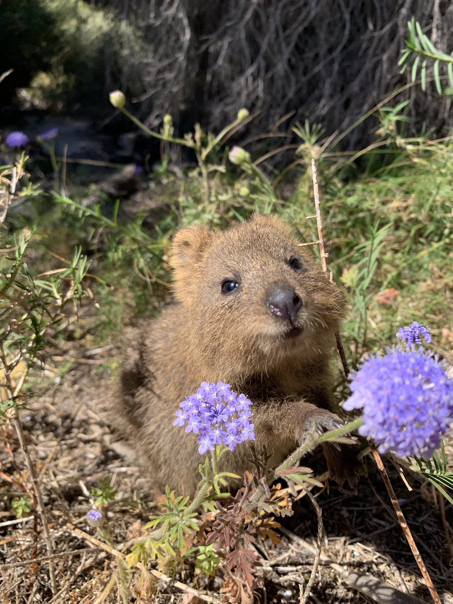 世界一幸せな動物 クアッカワラビーのかわいいツイッター画像集 悟り人のブログ