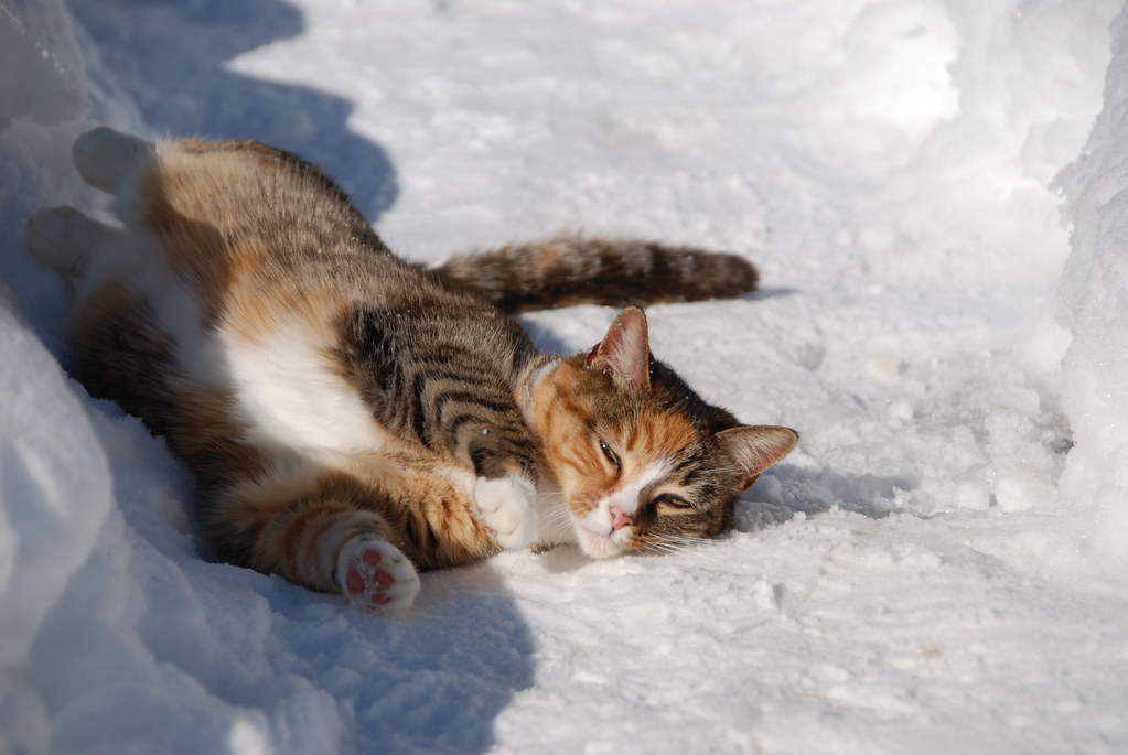 Instead of #sleeping on the cold, hard ground this winter, might we suggest a soft, comfortable #BluSleep #mattress?