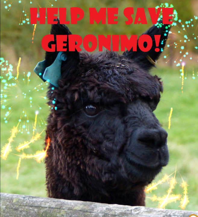 Geronimos_Law's tweet photo. Geronimo did not 'catch' bTB in New Zealand 5yrs ago @DefraGovUK #justnottrue
No disease #healthyboy #alpaca #SaveGeronimo
No evidence #flawedscience #makebelieve
No #slaughter #sentientbeing
Review Geronimo's case please #theresavilliers #SofS
#dotherightthing https://t.co/l3TXj7HZUL